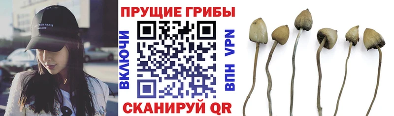 кракен зеркало  купить наркотик  Арсеньев  Галлюциногенные грибы Psilocybe 